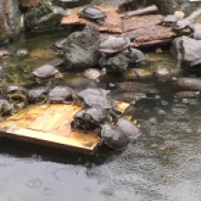 Turtles at iZoo-3